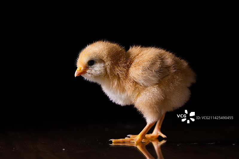 一只可爱的小雏鸡图片素材