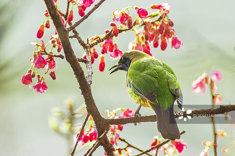橙腹叶鹎图片素材