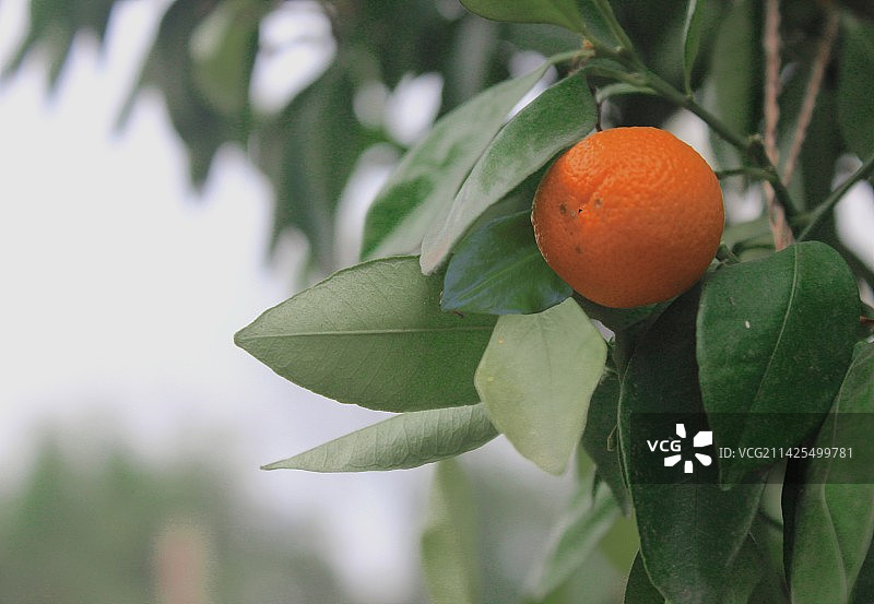 树上橘子的特写镜头图片素材