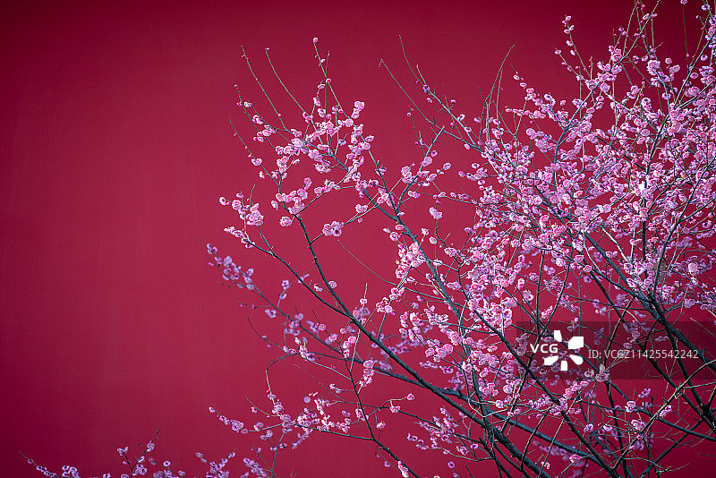 德寿宫梅花图片素材