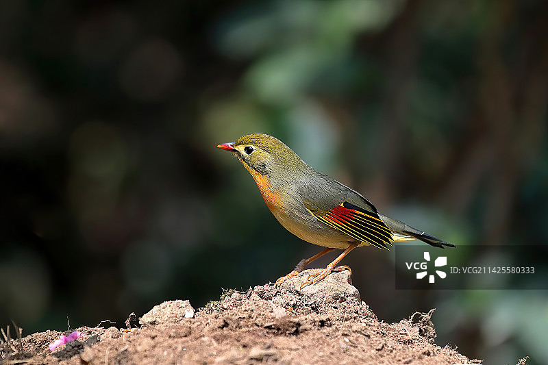 土堆上地红嘴相思鸟图片素材