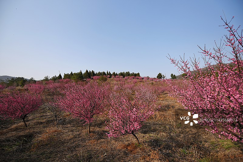 山坡上的红梅林图片素材