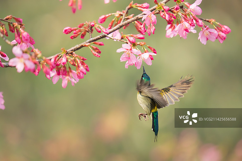 郴州市南岭植物园的叉尾太阳鸟与樱花图片素材