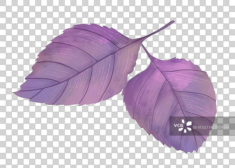 手绘蔬菜紫苏叶图片素材