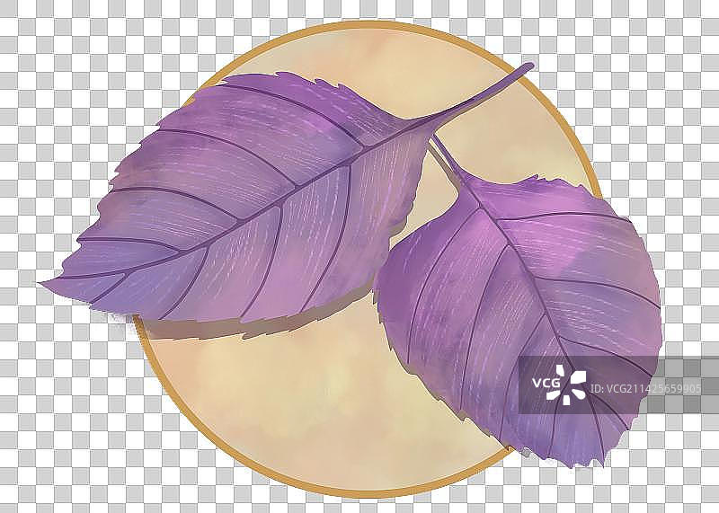 手绘蔬菜紫苏叶图片素材
