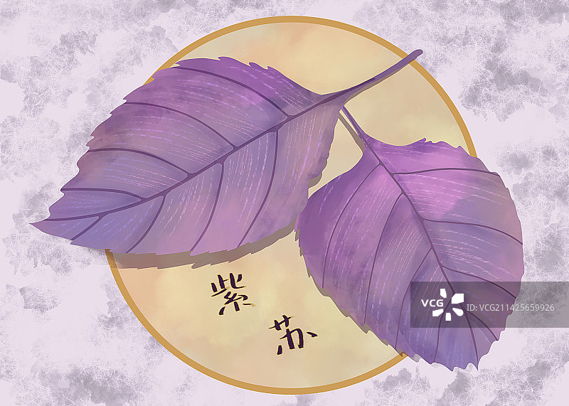 手绘蔬菜紫苏叶图片素材