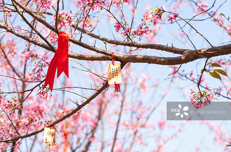 盛开的樱花和祈福牌许愿带图片素材