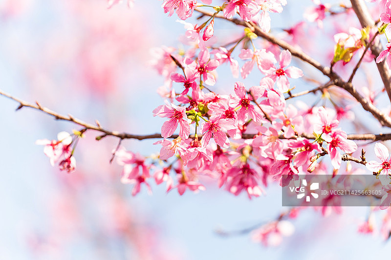 盛开的粉红色樱花图片素材