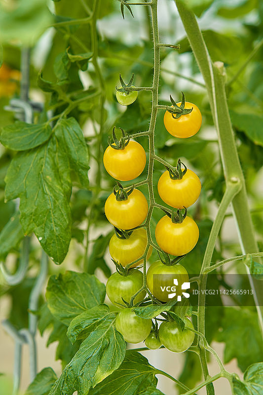 农业科技园的有机番茄图片素材