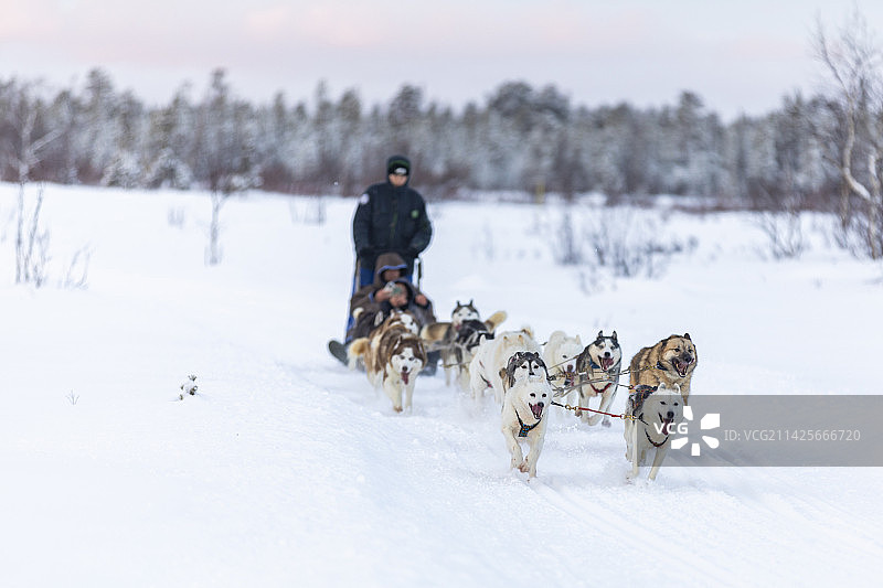 摩尔曼斯克狗拉雪橇图片素材