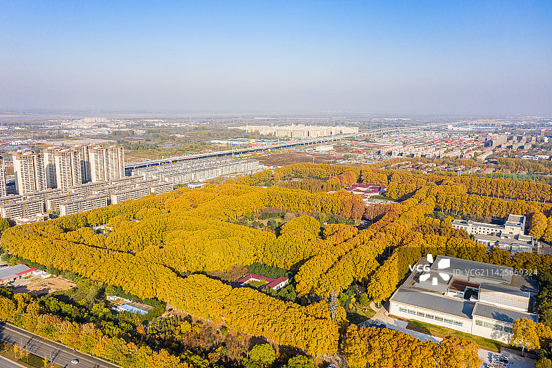 航拍河南郑州黄河迎宾馆法国梧桐树林 金黄色法桐林 秋季林荫大道图片素材