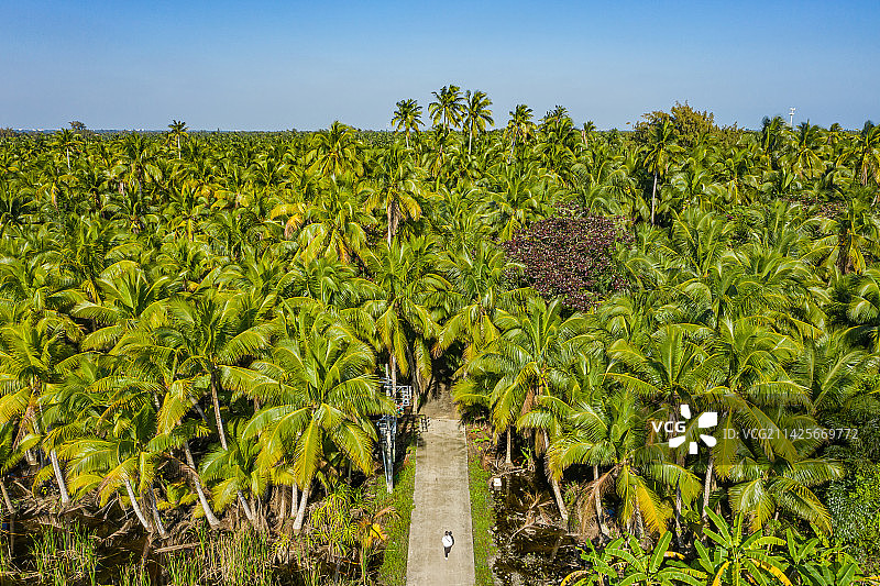 航拍海南文昌东郊椰林风景区 成片椰树郁郁葱葱 热带海滨椰子种植园 海南省文昌市东郊镇海滨半岛图片素材