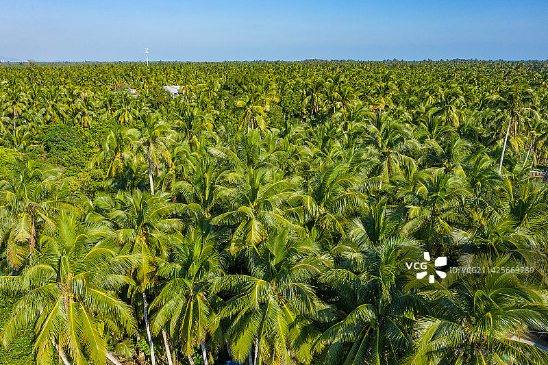 航拍海南文昌东郊椰林风景区 成片椰树郁郁葱葱 热带海滨椰子种植园 海南省文昌市东郊镇海滨半岛图片素材