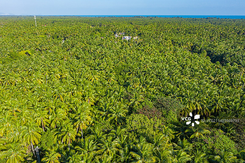 航拍海南文昌东郊椰林风景区 成片椰树郁郁葱葱 热带海滨椰子种植园 海南省文昌市东郊镇海滨半岛图片素材