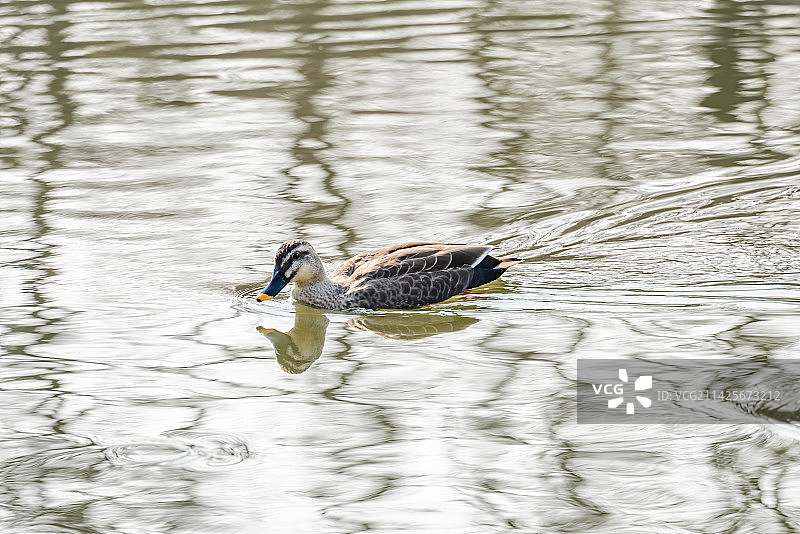 野鸭在湖中游泳觅食图片素材