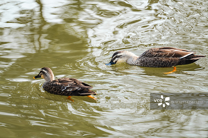 野鸭在湖中游泳觅食图片素材