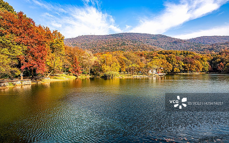 纯净蓝天白云红叶背景映衬下的中国江苏南京钟山明孝陵风景区紫霞湖秋色自然景观图片素材
