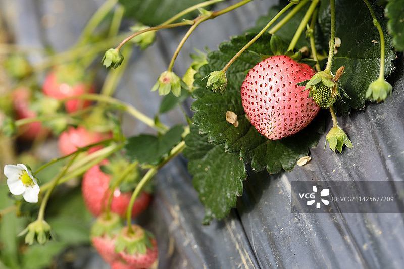 草莓图片素材