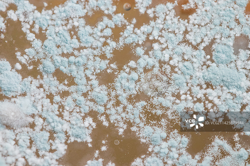 霉菌菌落微距图片素材