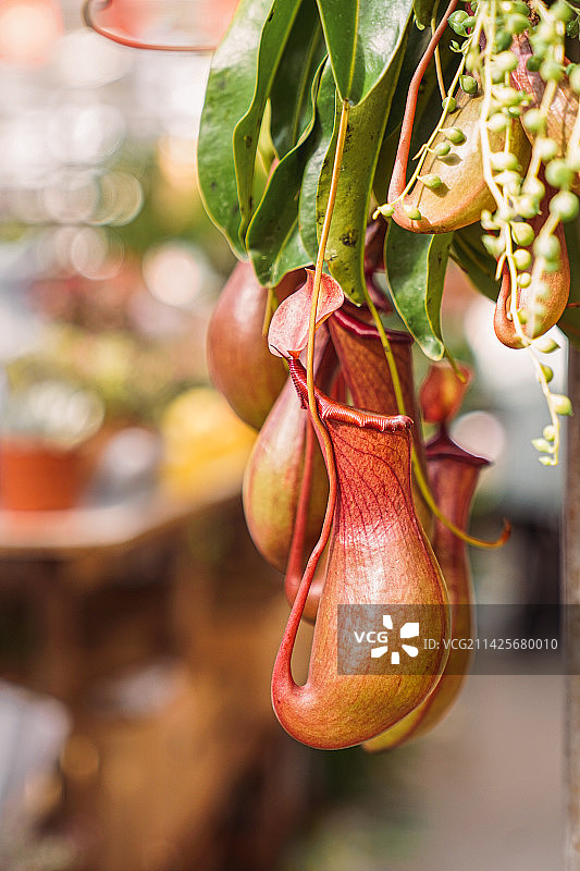 猪笼草图片素材