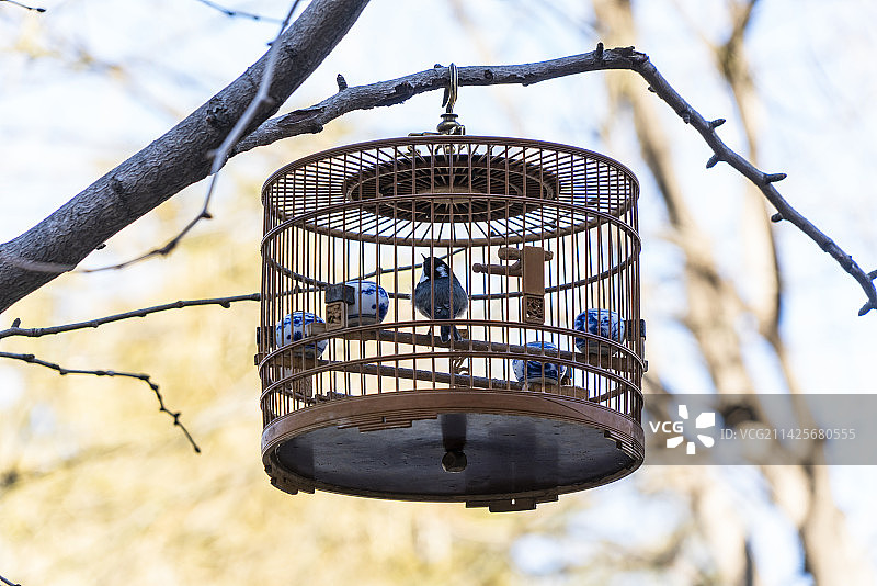 挂在枝头的鸟笼图片素材