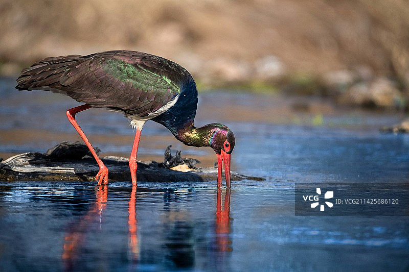 山西阳泉栖息在河边的黑鹳鸟特写镜头图片素材