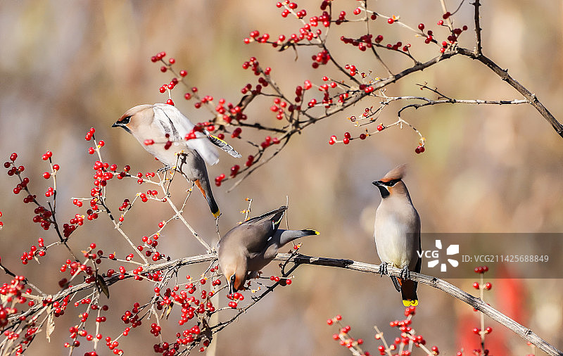 美食共享（太平鸟）图片素材