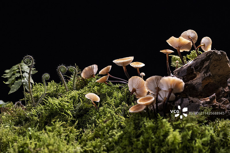 微观世界 tiny world图片素材