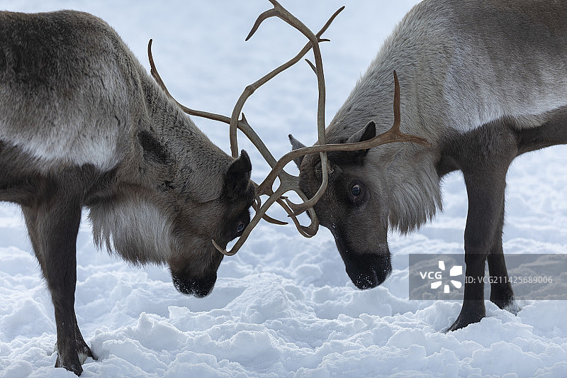 驯鹿用鹿角打架图片素材
