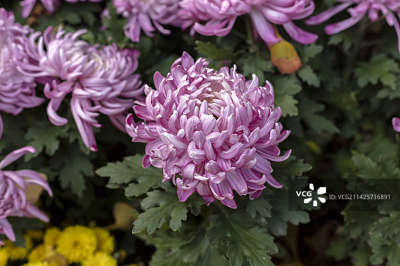 紫色菊花特写图片素材