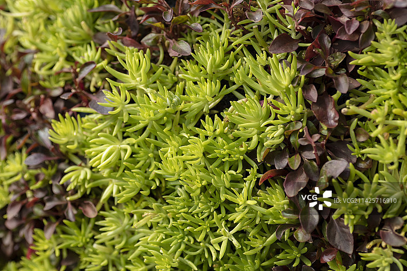 佛甲草满画幅图片素材