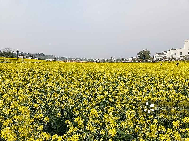 泸县谭坝村金黄油菜花海图片素材