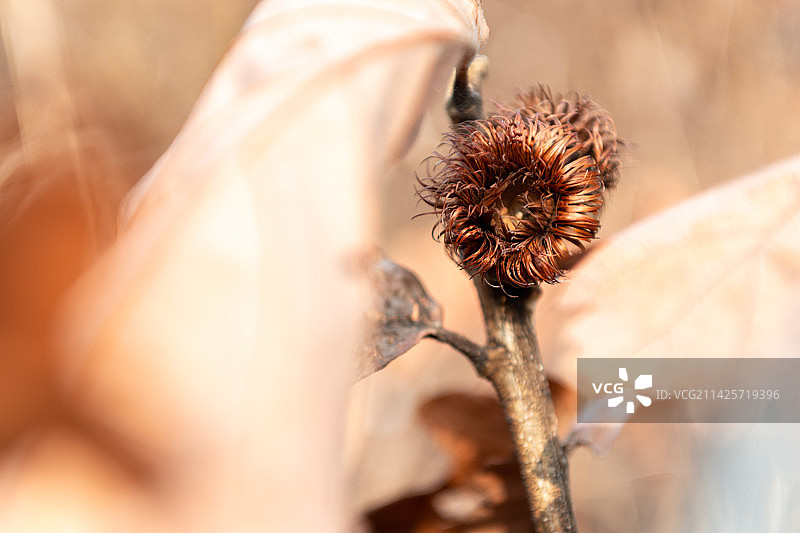 冬季的大果栎果实图片素材