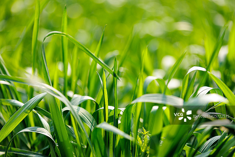 麦苗图片素材