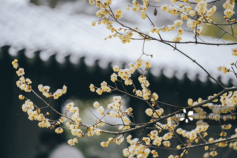 拙政园冬雪图片素材