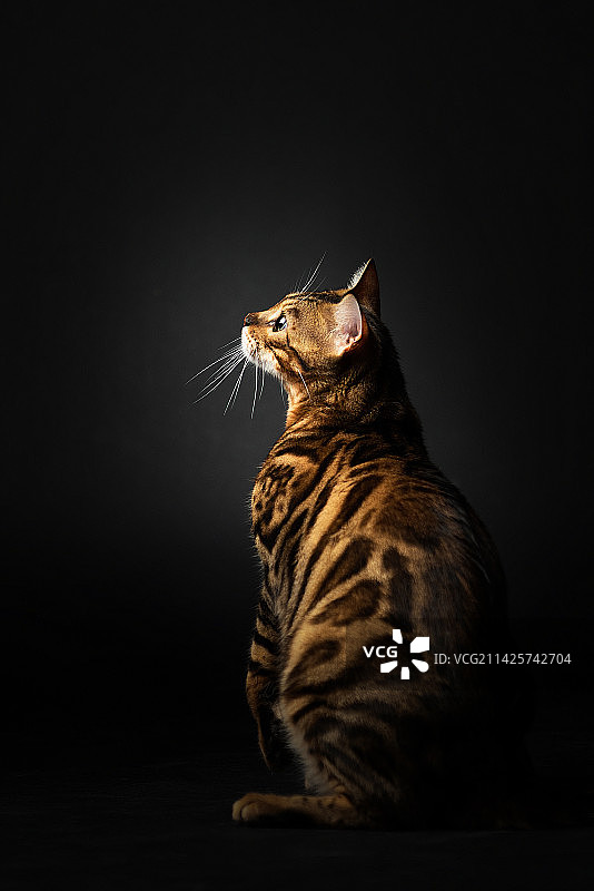 孟加拉豹猫图片素材