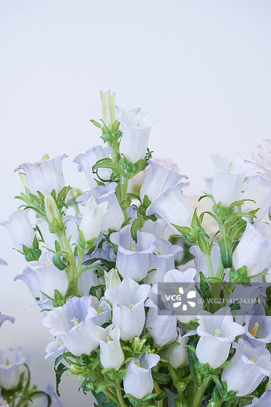 蓝色风铃花特写图片素材