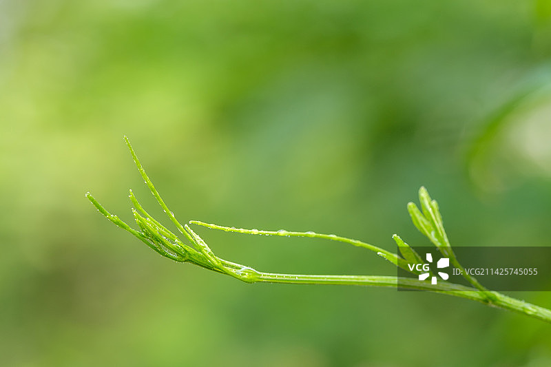 春天绿芽图片素材