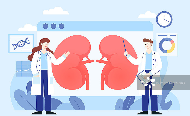 肾脏医疗矢量插画图片素材