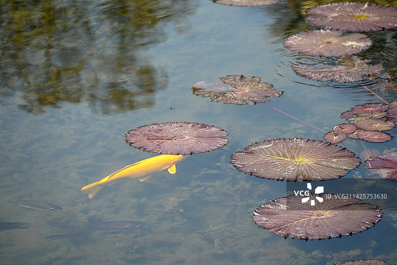 在睡莲叶下遮阳的金鱼图片素材