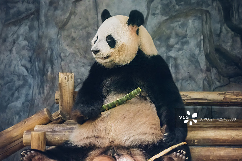 大熊猫图片素材