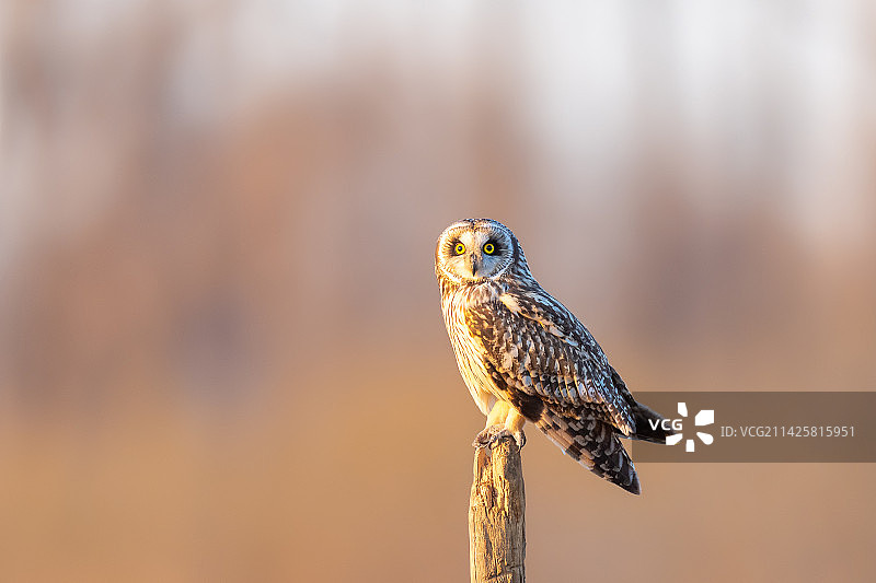 夕阳下的短耳鸮图片素材