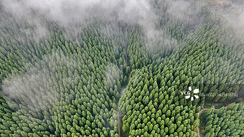森林中树木的高角度视图图片素材