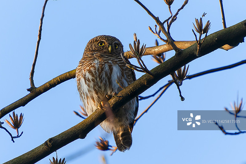 斑头鸺鹠图片素材