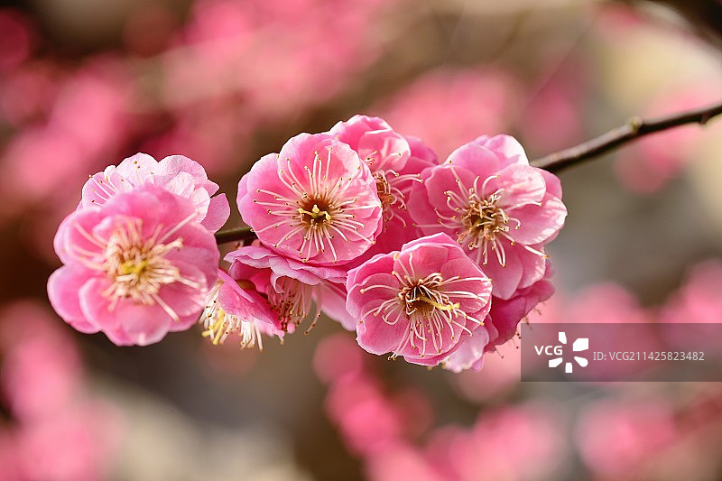 世纪梅园的梅花图片素材