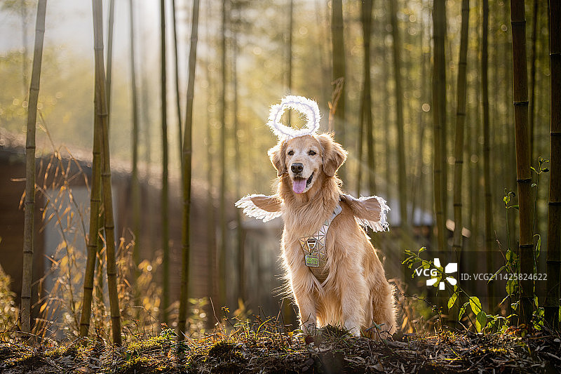 天使狗狗图片素材