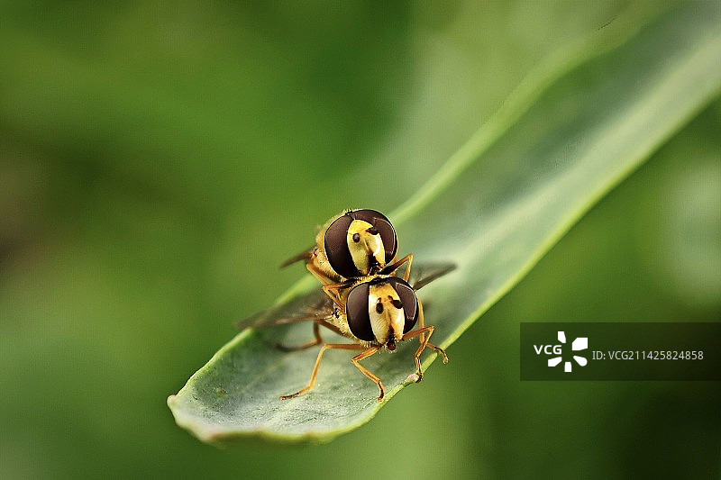 繁殖季的食蚜蝇图片素材