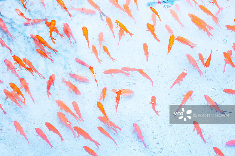 锦鲤小红鱼图片素材