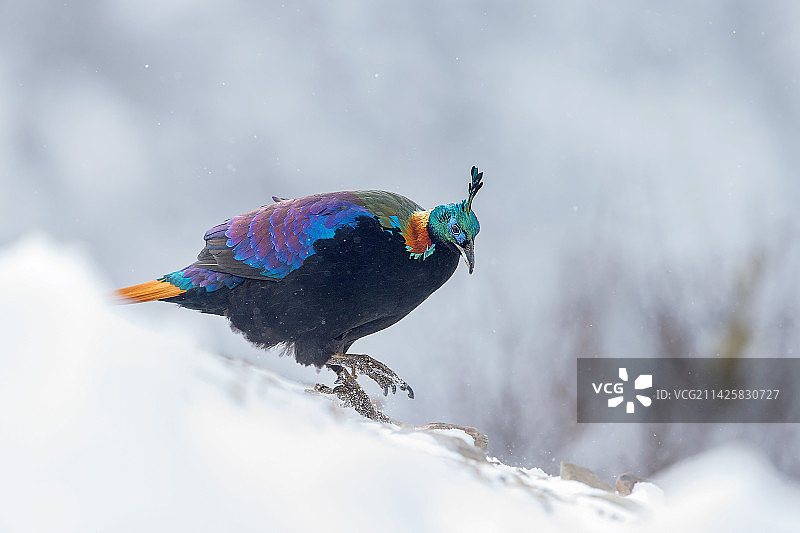 棕尾虹雉图片素材