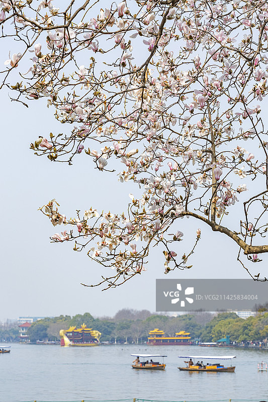春天西湖景区集贤亭玉兰花盛开图片素材